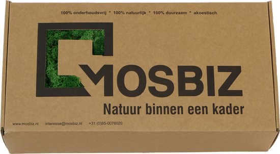 MosBiz Reindeer moss vert moyen par 500 grammes pour les décorations, les peintures de mousse et les compositions florales