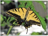 WallClassics - Tuinposter – Geel / Zwarte Vlinder op Groen Plant - 40x30 cm Foto op Tuinposter  (wanddecoratie voor buiten en binnen)