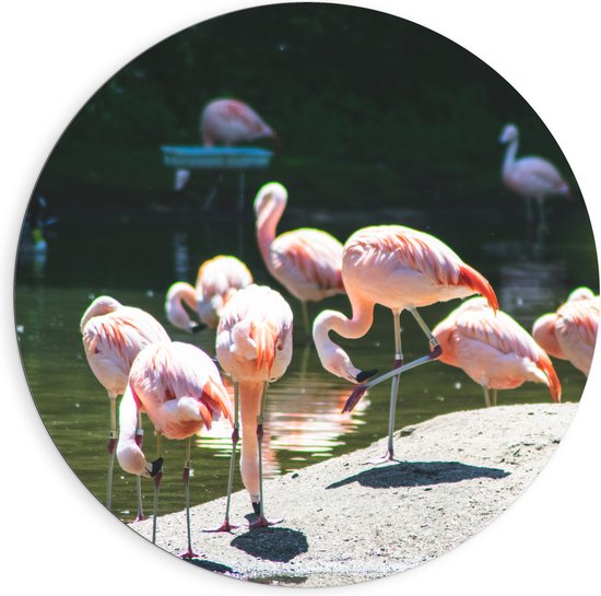 WallClassics - Dibond Muurcirkel - Roze Flamingo's aan het Water - 90x90 cm Foto op Aluminium Muurcirkel (met ophangsysteem)