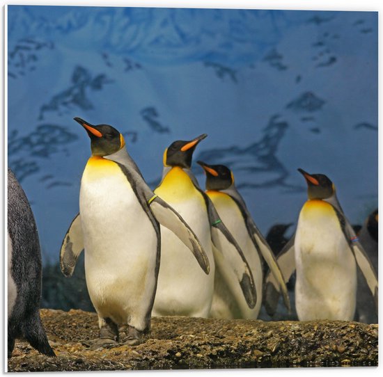 WallClassics - PVC Schuimplaat - Keizer Pinguïns op een Rijtje - 50x50 cm Foto op PVC Schuimplaat (Met Ophangsysteem)