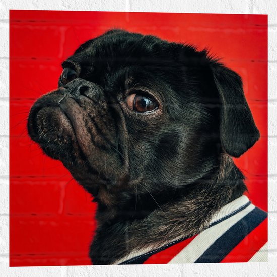 WallClassics - Muursticker - Big Bos Pug met Kleren aan - 50x50 cm Foto op Muursticker