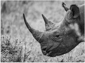 WallClassics - Poster Glossy - Rhinocéros Zwart / Wit - 40x30 cm Photo sur Papier Poster avec Finition Brillante