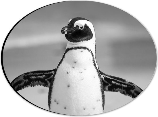 WallClassics - Dibond Ovaal - Vrolijke Pinguïn Zwart / Wit - 28x21 cm Foto op Ovaal (Met Ophangsysteem)