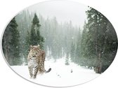 WallClassics - Panneau de mousse PVC ovale - Léopard dans la neige - 56x42 cm Photo sur ovale (avec système de suspension)