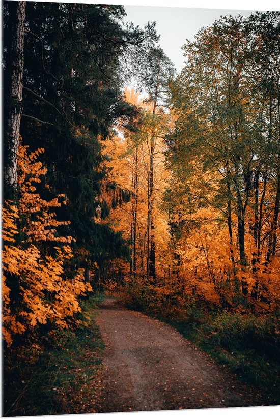 WallClassics - Acrylglas - Herfst Bomen Langs Pad - 80x120 cm Foto op Acrylglas (Wanddecoratie op Acrylaat)