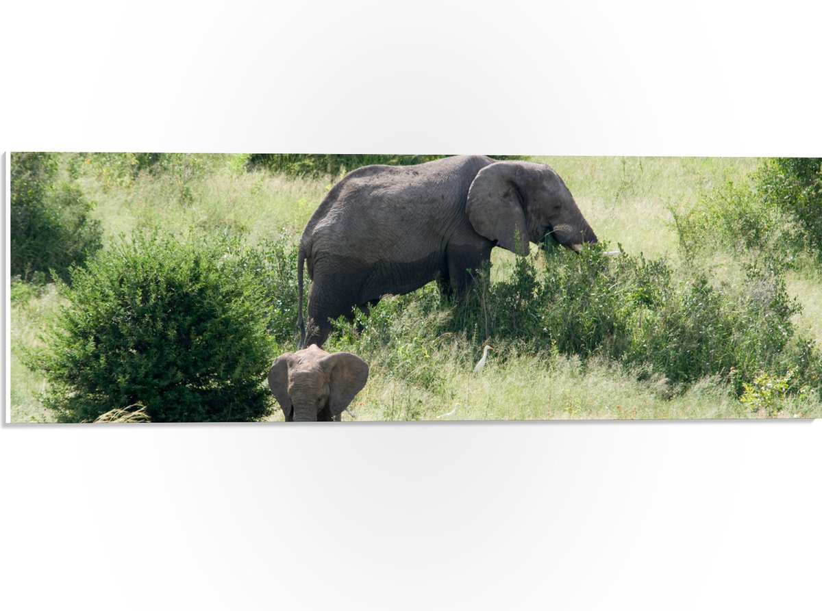 PVC Schuimplaat- Moeder en Baby Olifant - 60x20 cm Foto op PVC Schuimplaat