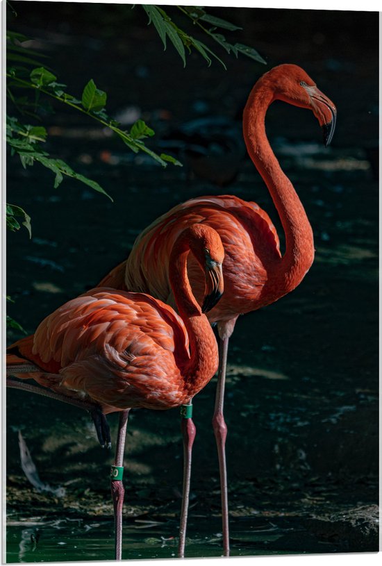 WallClassics - Acrylglas - Twee Flamingos in de Schaduw - 60x90 cm Foto op Acrylglas (Wanddecoratie op Acrylaat)