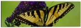 WallClassics - Dibond - Geel / Zwarte Vlinder op Paarse Bloem - 60x20 cm Foto op Aluminium (Wanddecoratie van metaal)