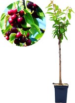 Prunus avium 'Regina' kersenboom, Gisela 5® onderstam, 5 liter pot