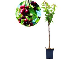 Prunus avium 'Regina' kersenboom, Gisela 5® onderstam, 5 liter pot