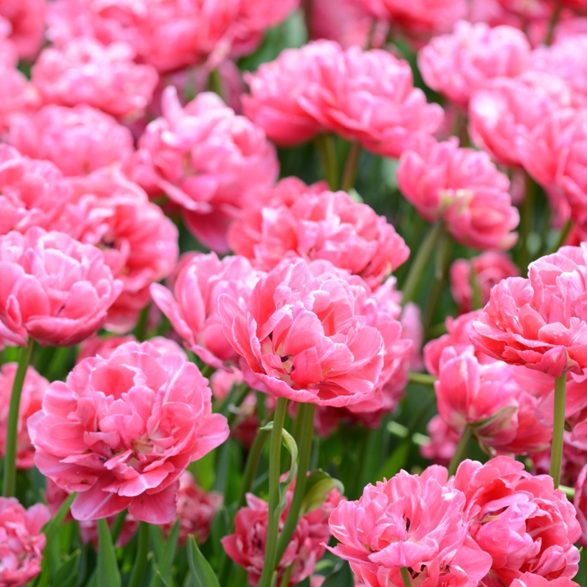 Tulp Aveyron® | 10 stuks | Dubbel laat | Roze | Tulpenbollen