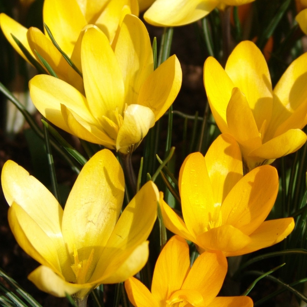 Krokus Golden Yellow | 25 stuks | Geel | Krokusbollen