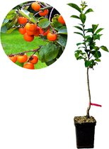 Diospyrus kaki 'Cioccolatino' - sharonfruit - 5 liter pot - 100cm