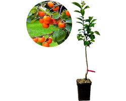 Diospyros kaki ‘Cioccolatino’, Kaki, Hoogte 100cm, 5 liter pot