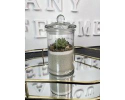 Cactus Kaars in Pot!  | Viva Femme | Kaarsen