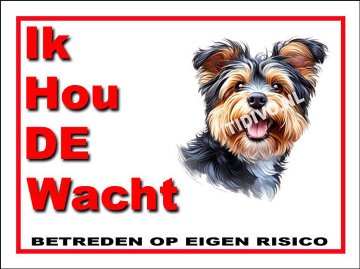 Australian Terrier 7
