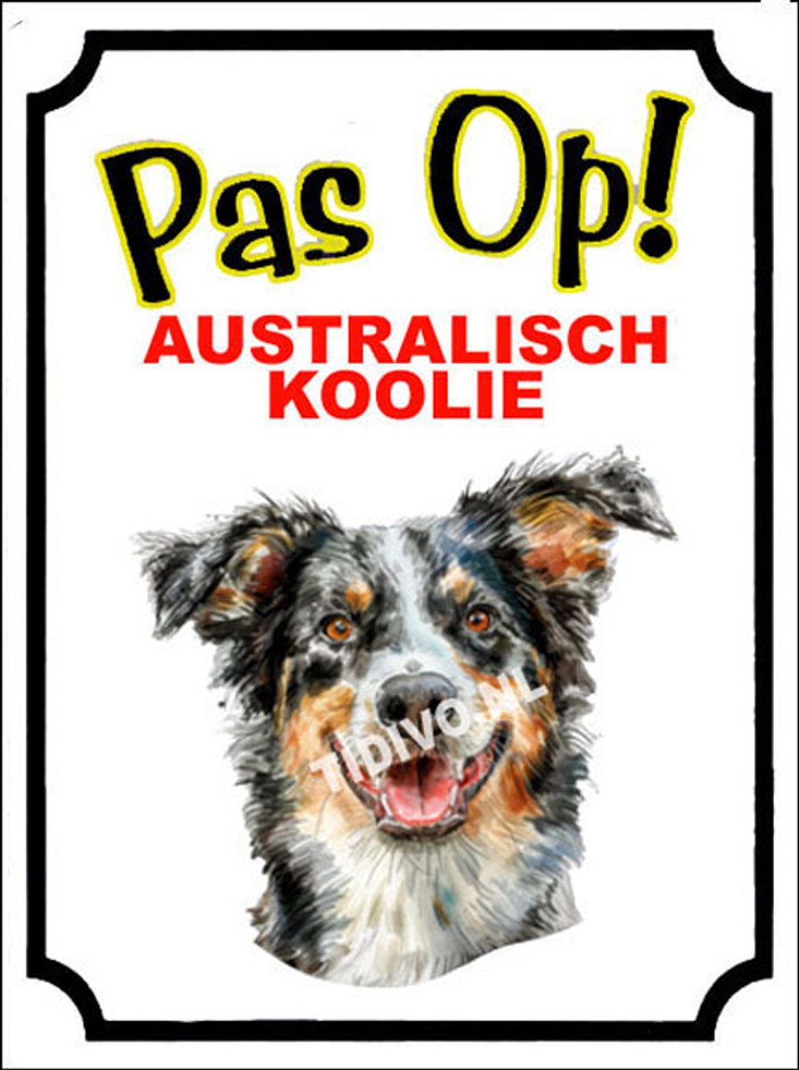 Australische koolie 16