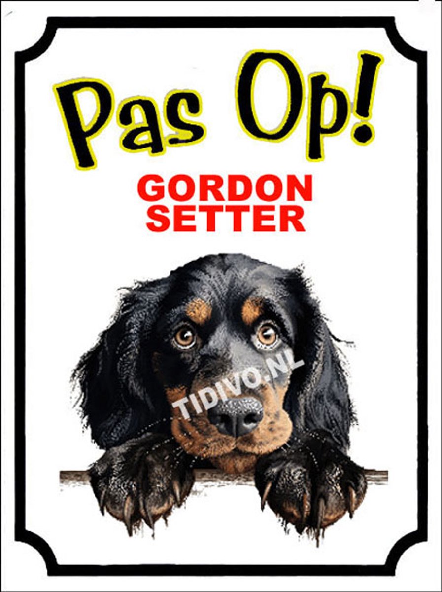 Gordon Setter 16