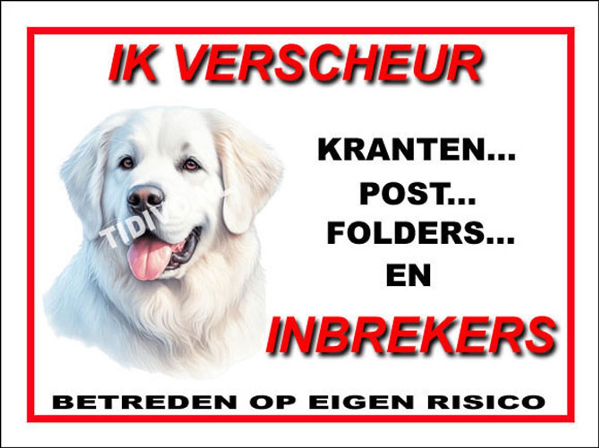 Kuvasz 8