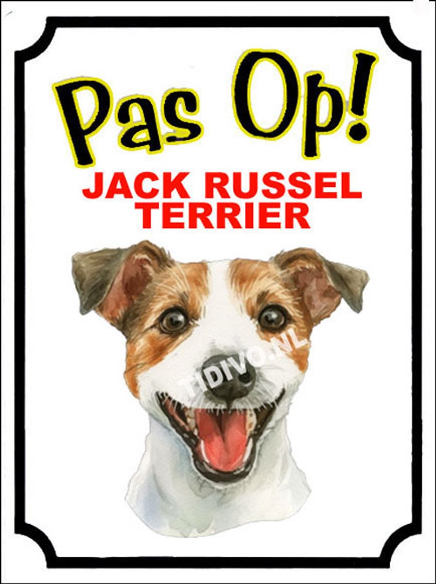 Jack Russell Terriër 16