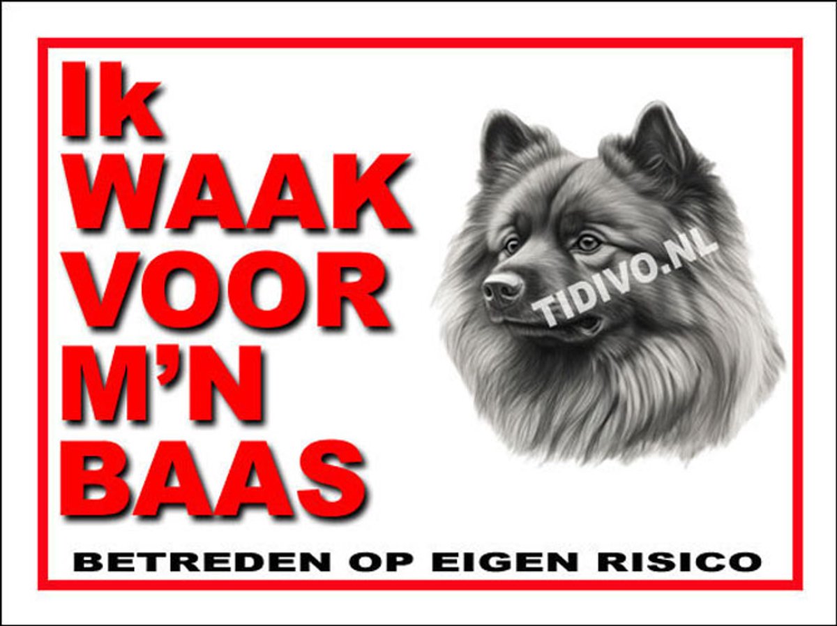Keeshond 9