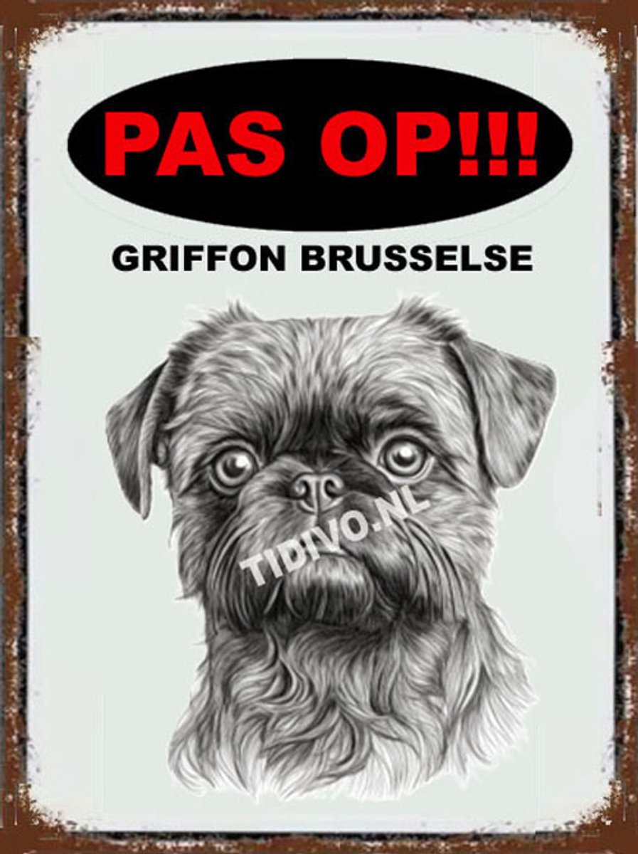 Griffon Brusselse 17