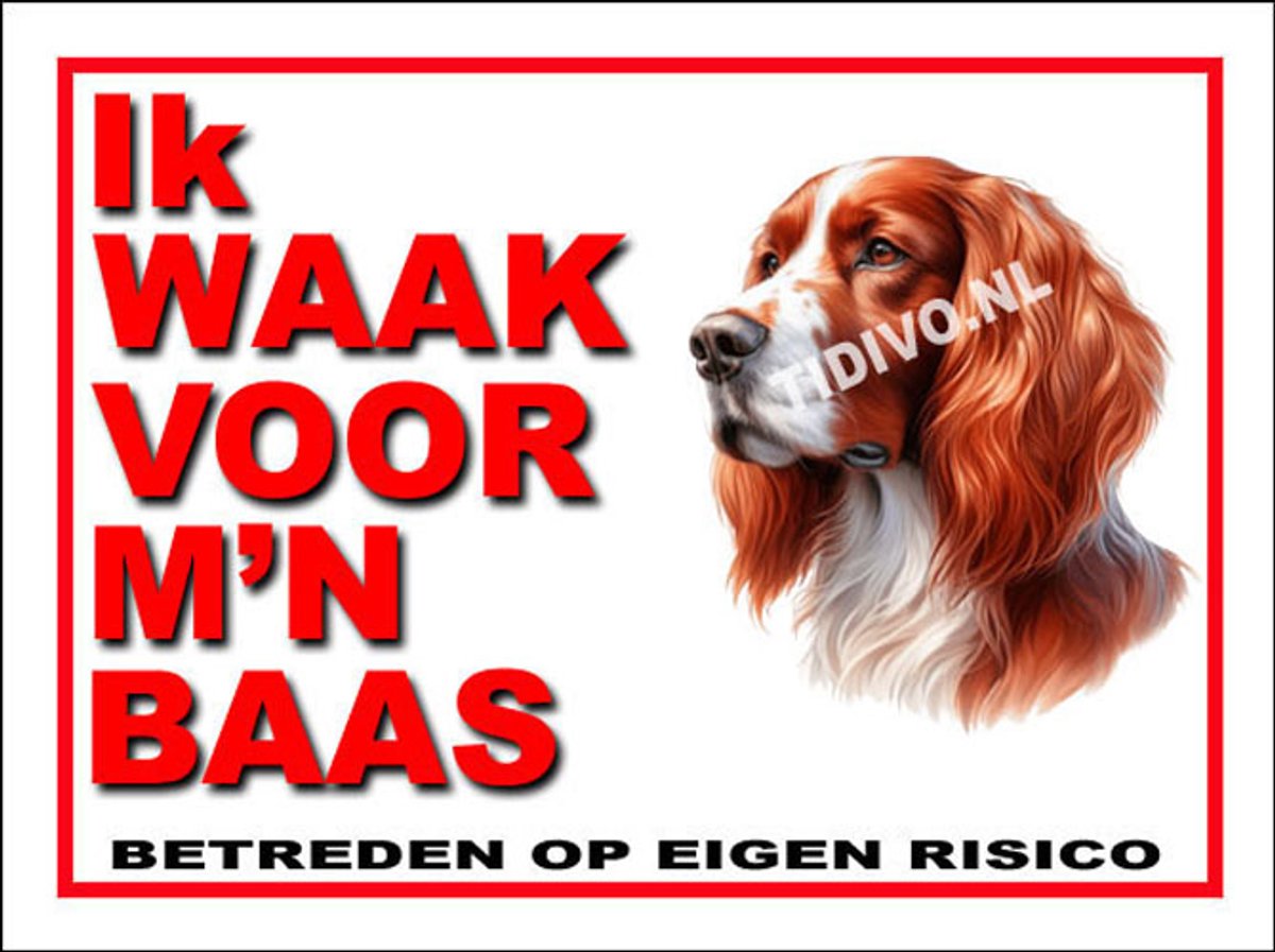 Ierse Setter 9