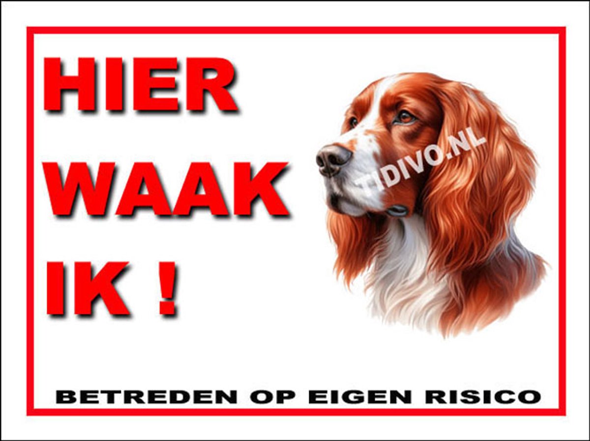Ierse Setter 3