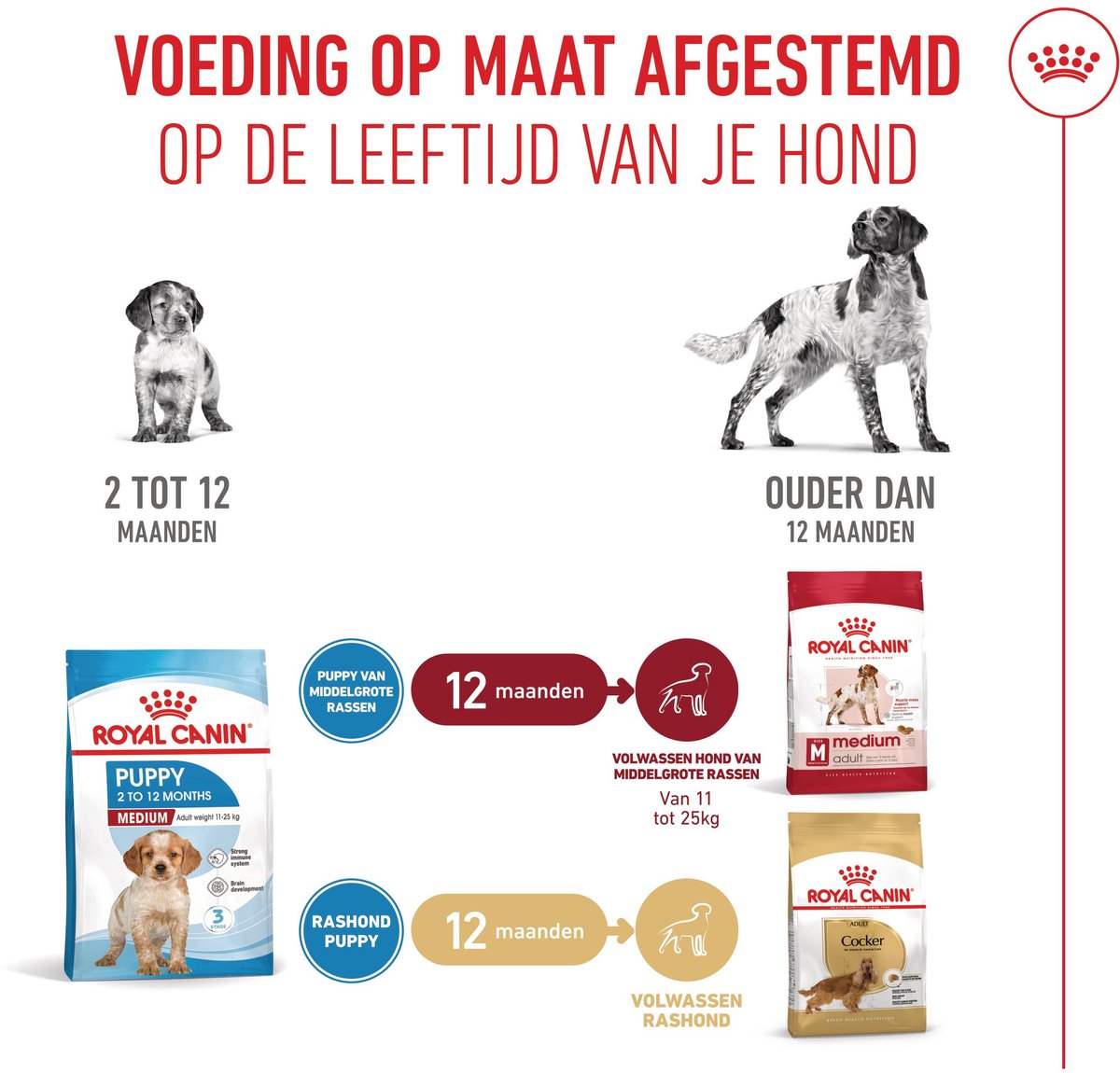 Royal Canin Puppy Medium - 4 KG - Hondenbrokken thumbnail 3