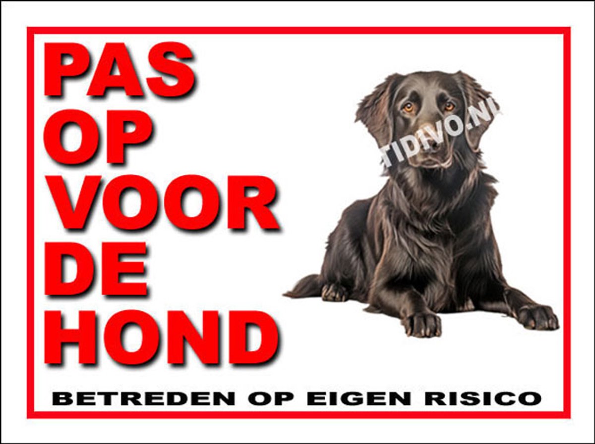 Flatcoated Retriever 13
