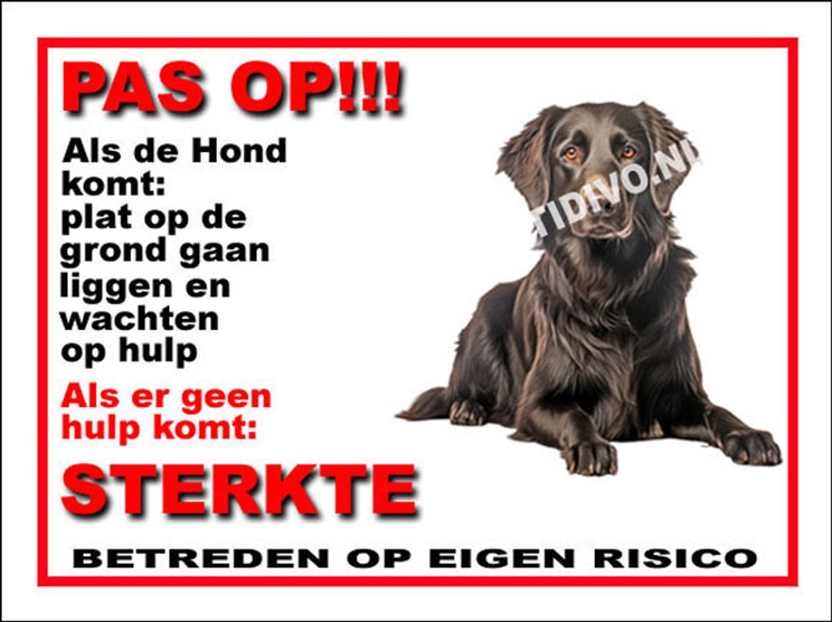 Flatcoated Retriever 12
