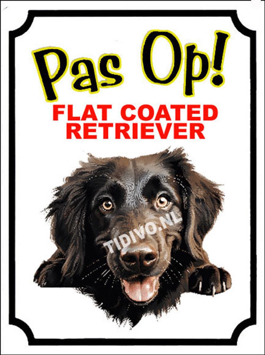 Flatcoated Retriever 16