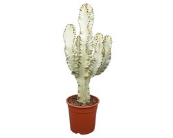 Euphorbia Marmorata - Cactus - c.a. 70cm hoog - Pot dia 24cm - Interieurbeplanting