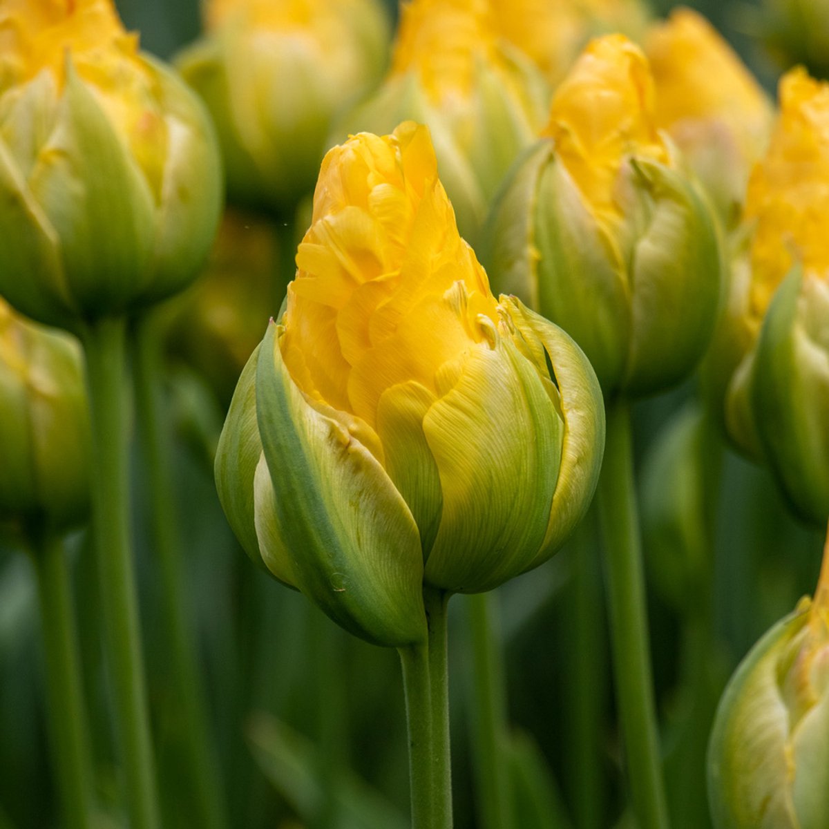 Tulp Vanille Coup | Dubbel laat | Geel | Groen | Tulpenbollen