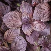 Kruiden zaden - Japanse Basilicum rood (Shiso, Perilla)