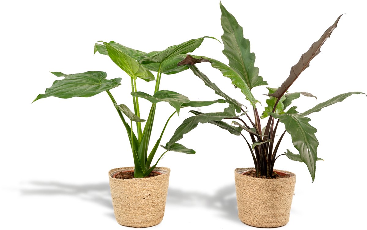 Alocasia Cucullata - Ø19cm - 60cm + Alocasia Lauterbachiana - Ø19cm - 75cm + Mand Selin