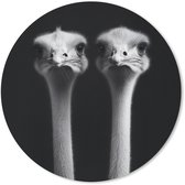 Muismat rond 40x40 cm - Mousepad Struisvogels - Halzen - Zwart - Minimalistisch - Ronde muismatten