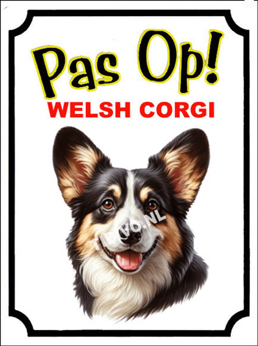 Welsh Corgi 16