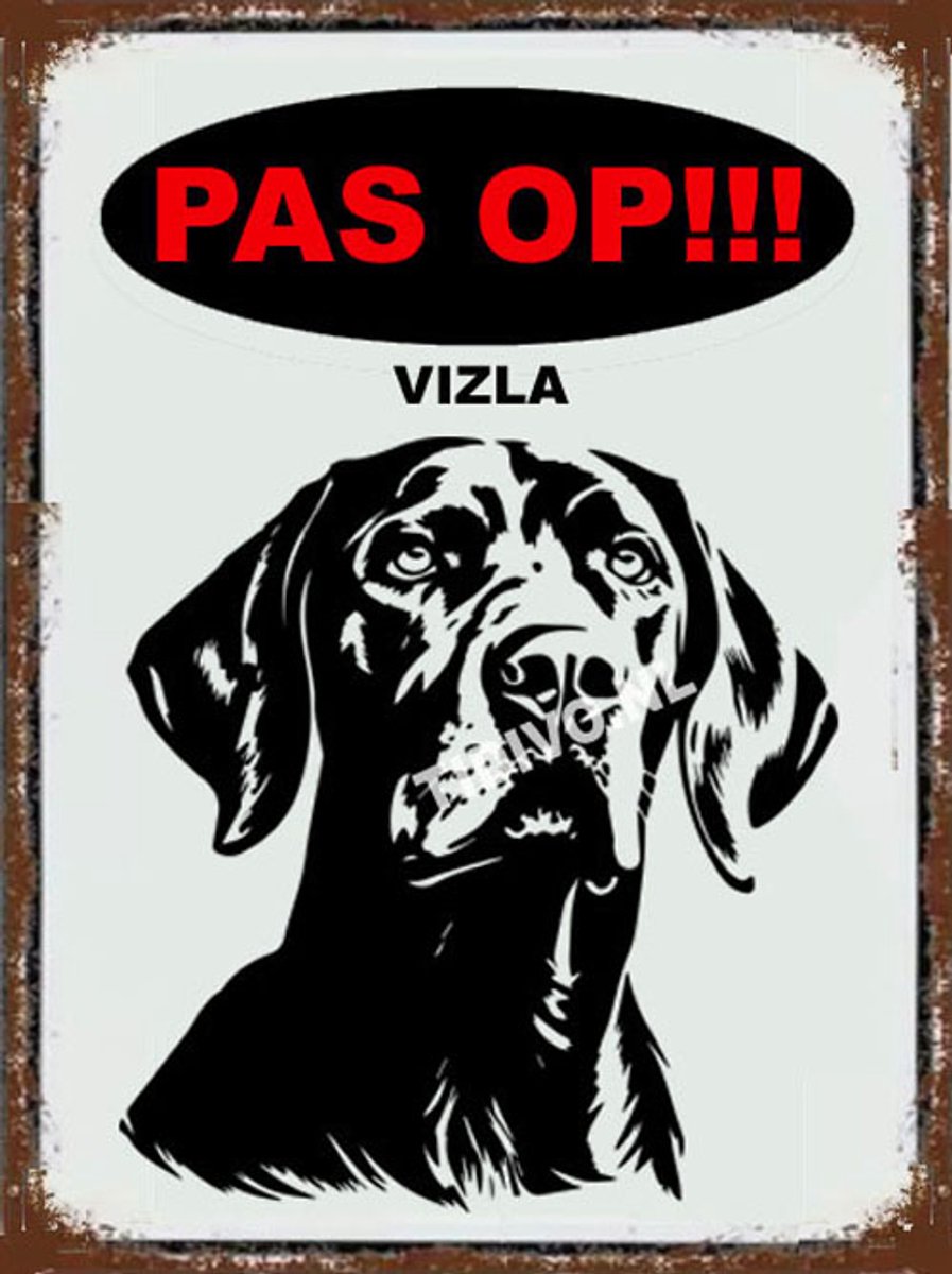 Vizsla 17