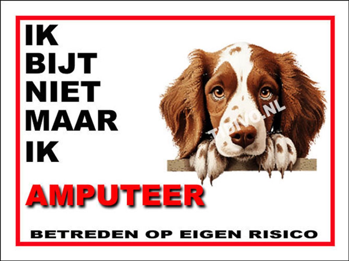Welsh Springer Spaniel 5