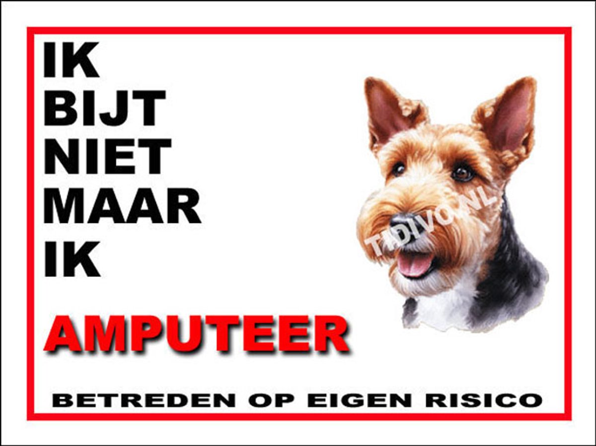 Welsh Terrier 5