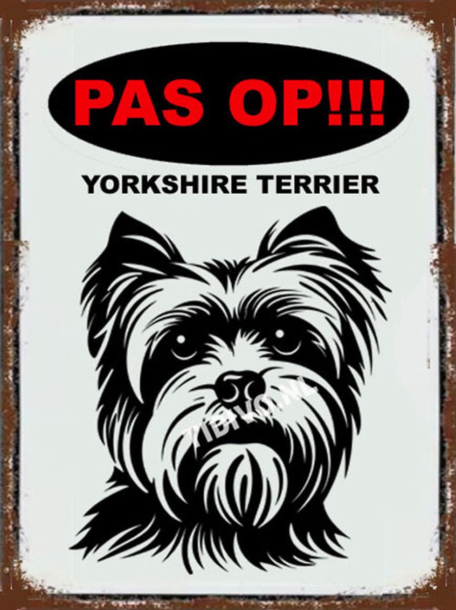 Yorkshire Terrier 17