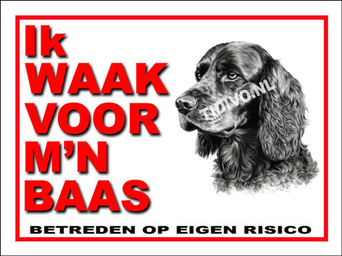 Engelse Cocker Spaniel 9