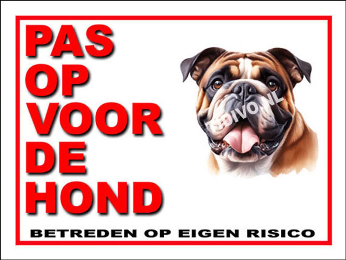 Engelse Bulldog 13