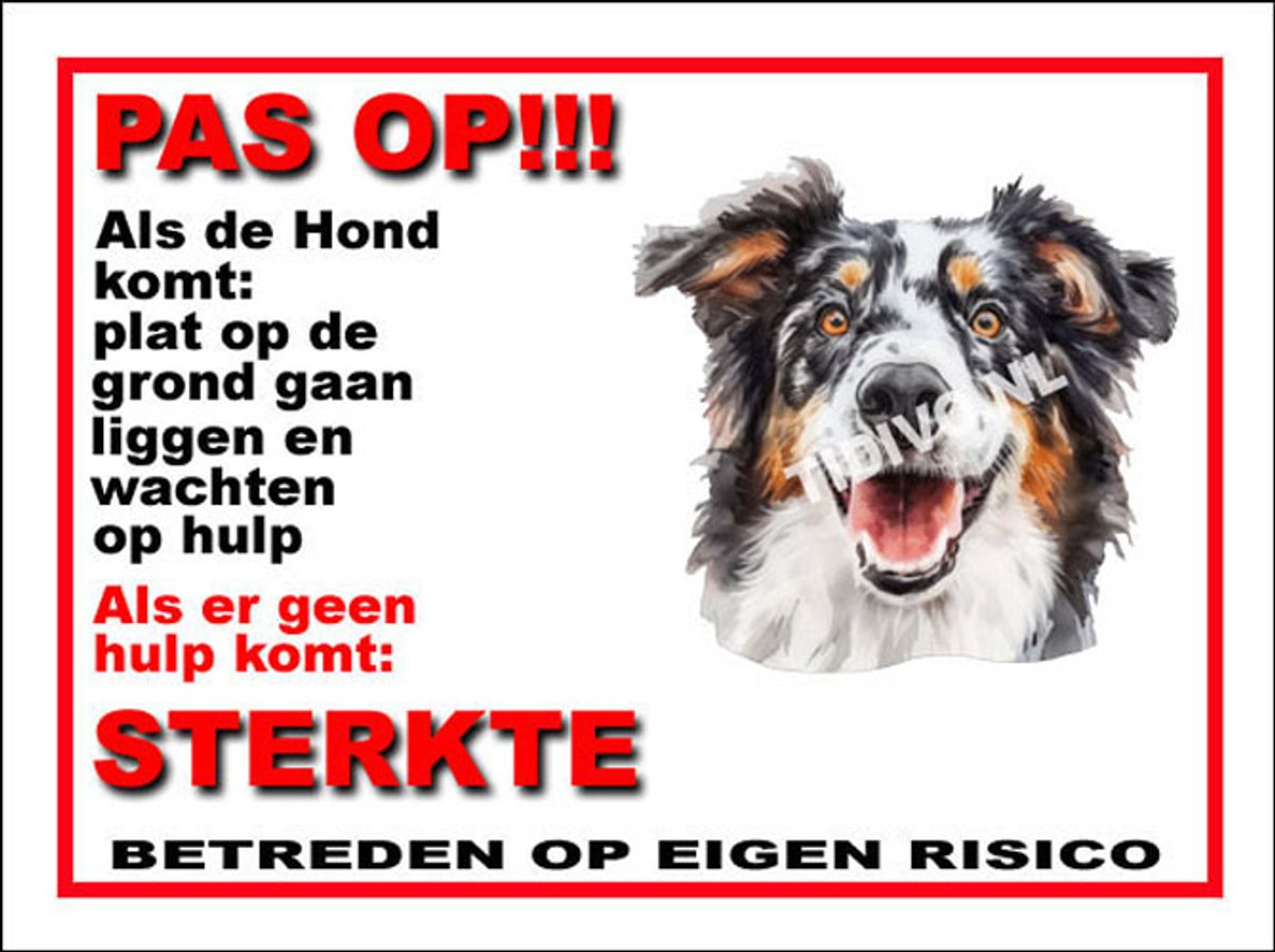 Engelse Shepherd 12