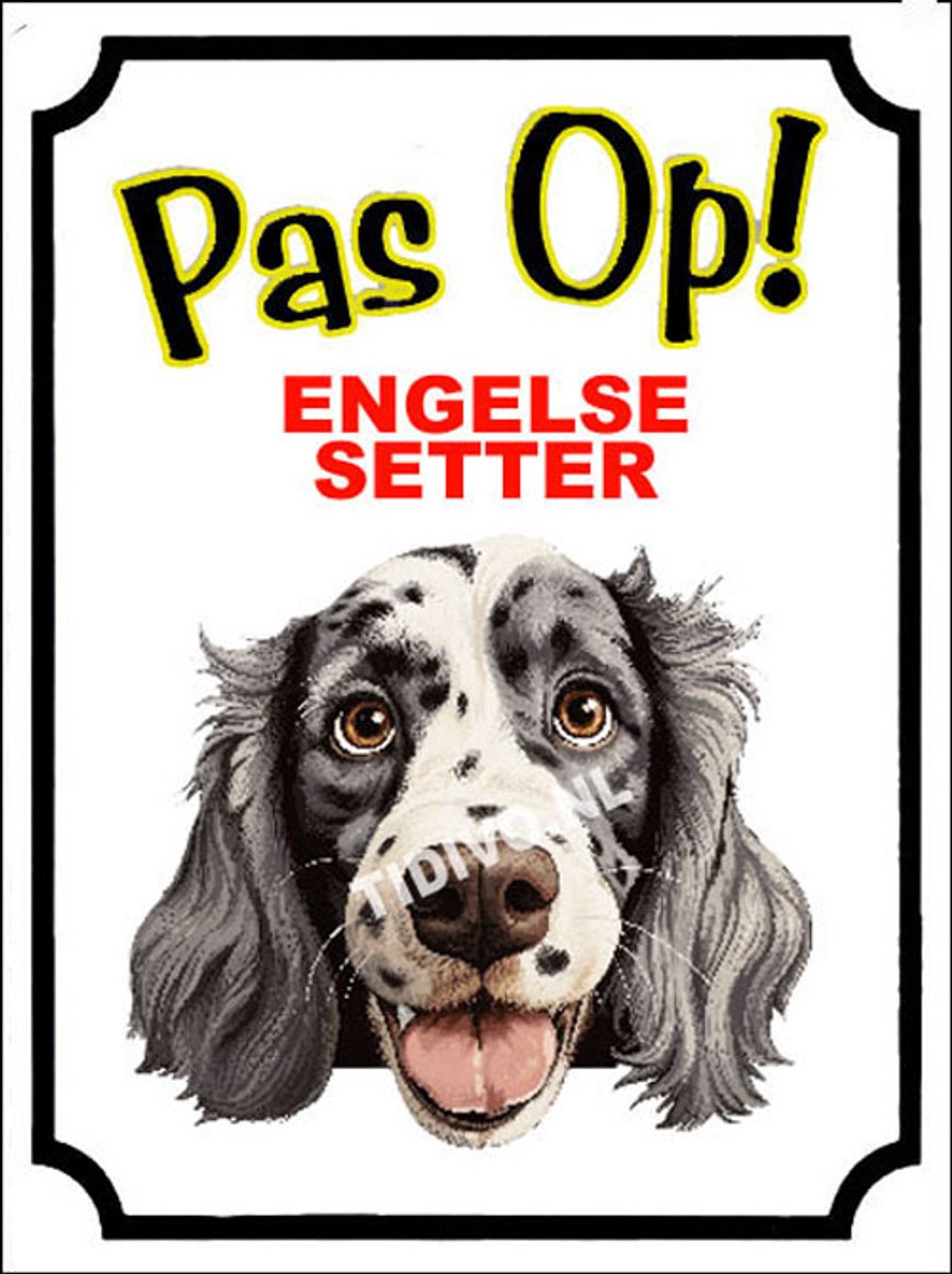Engelse Setter 16