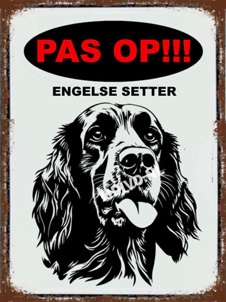 Engelse Setter 17