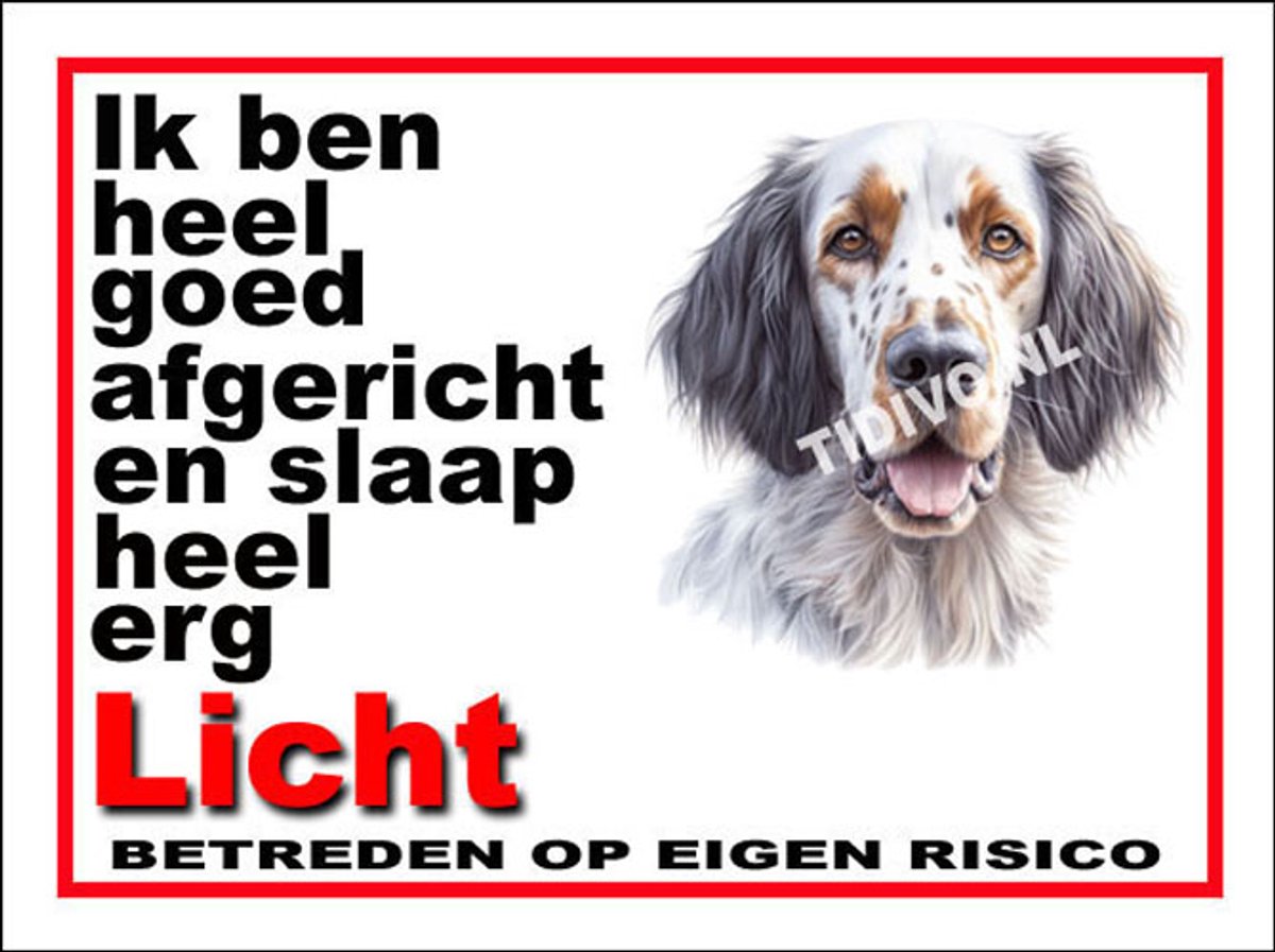 Engelse Setter 4