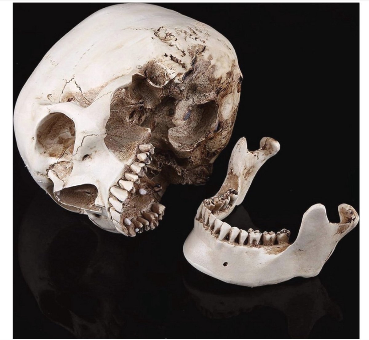 WNHB® Levensgrote Anatomische Schedel Replica - Menselijke Schedel voor Educatie en Halloween Decoratie