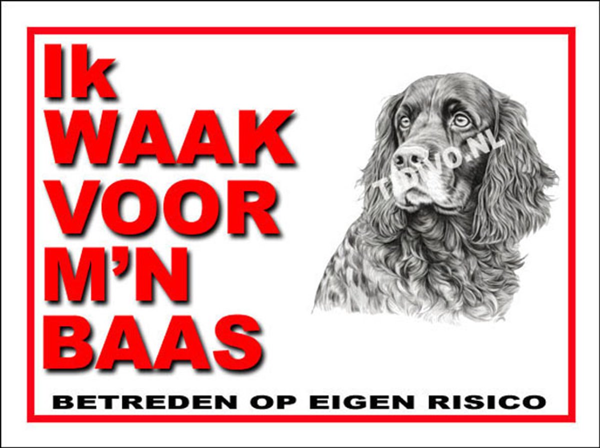 Field Spaniel 9